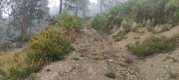 Foto del camino