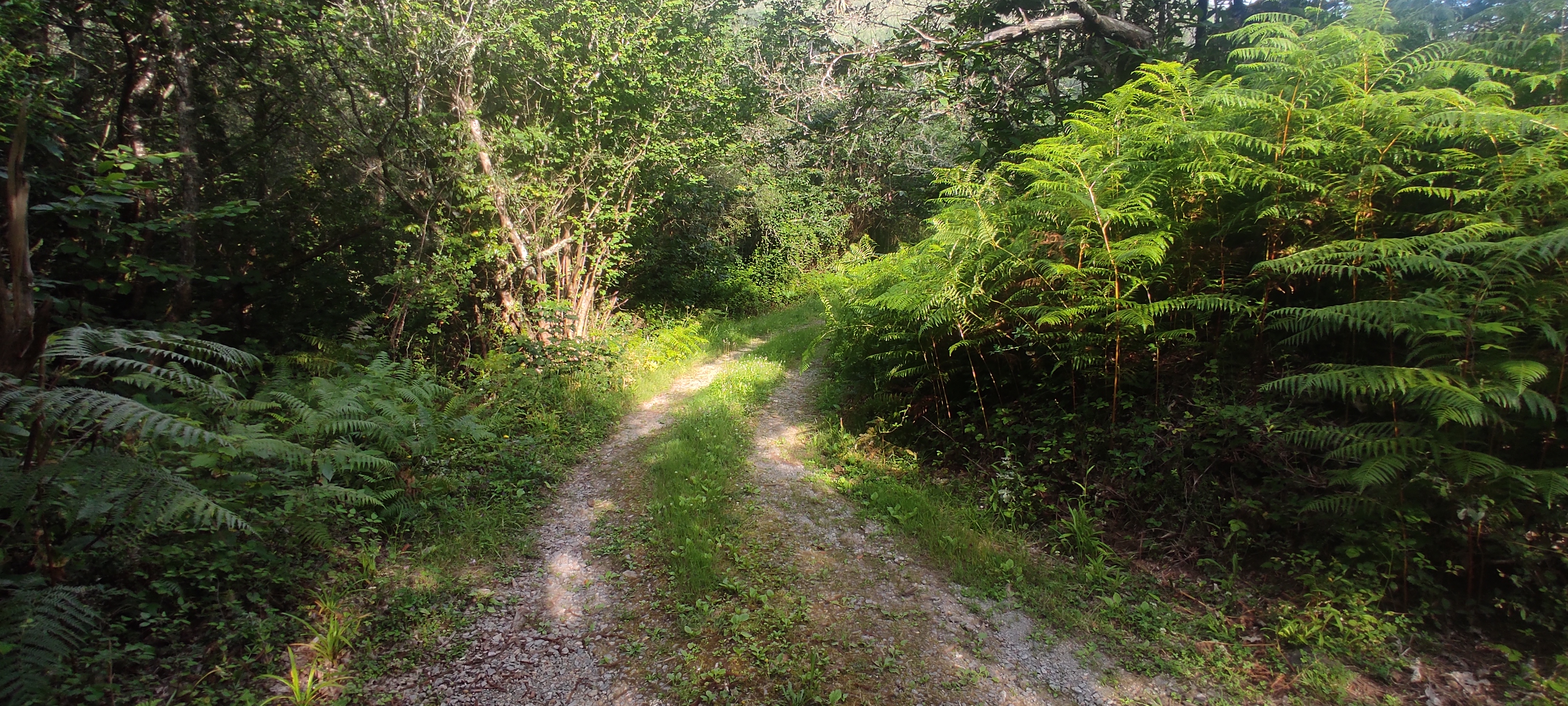 Foto del camino