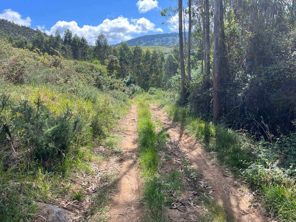 Foto del camino
