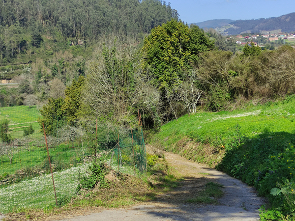 Foto del camino