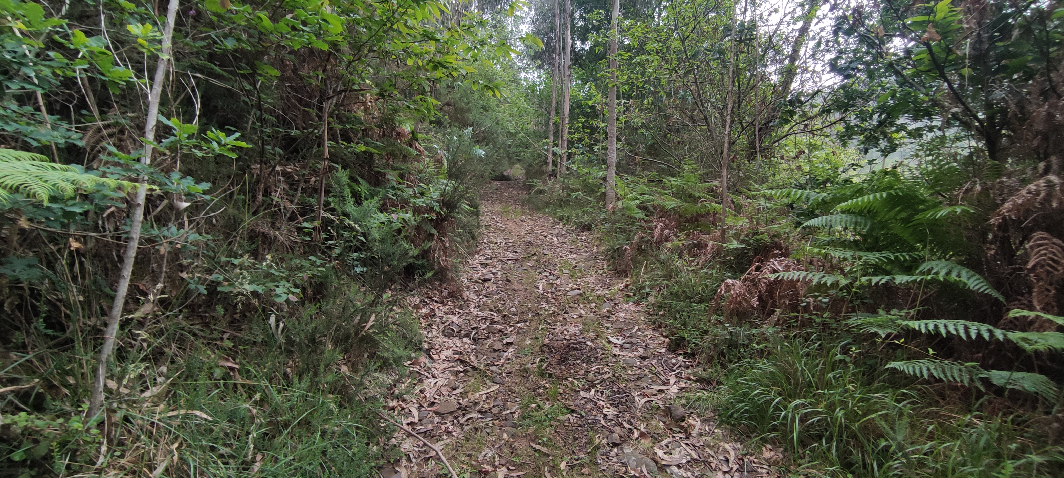 Foto del camino