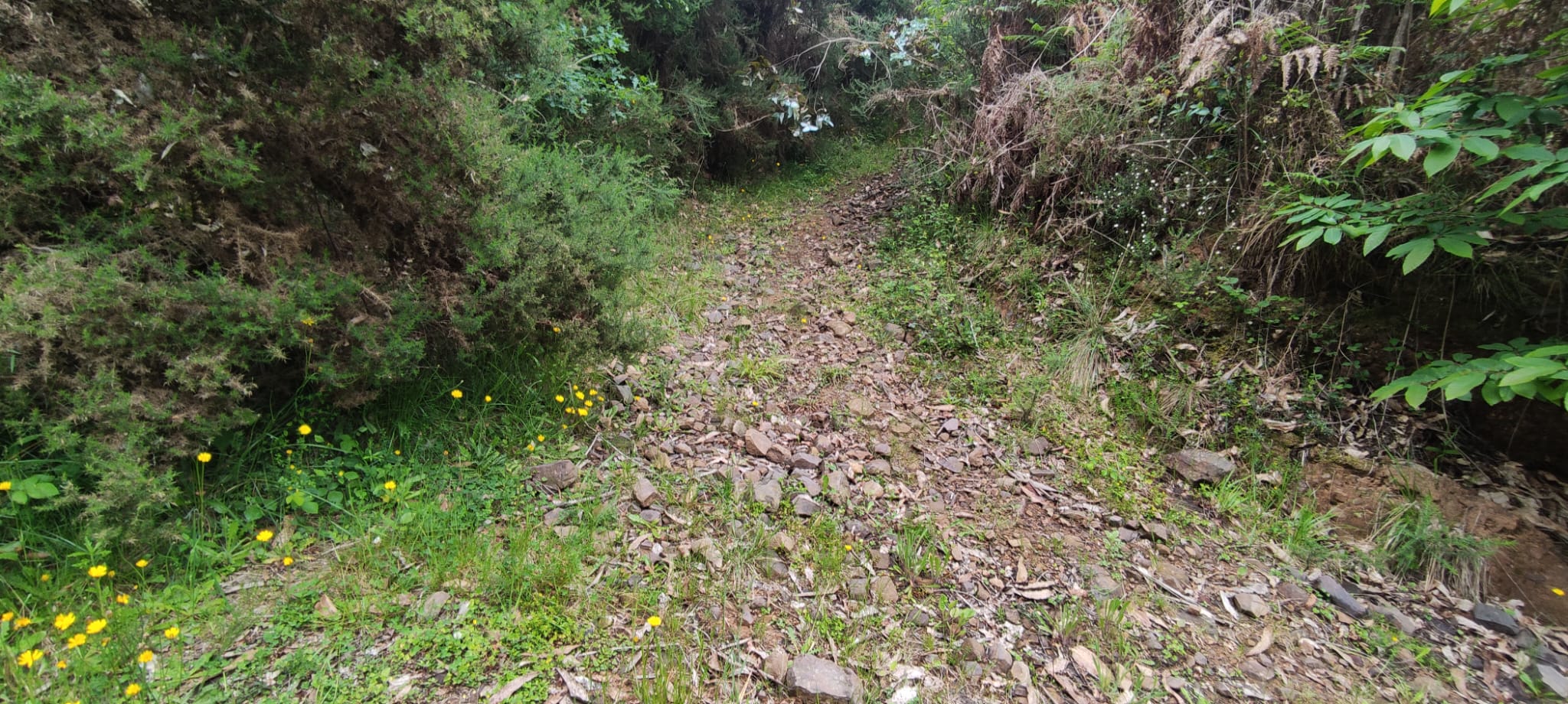 Foto del camino