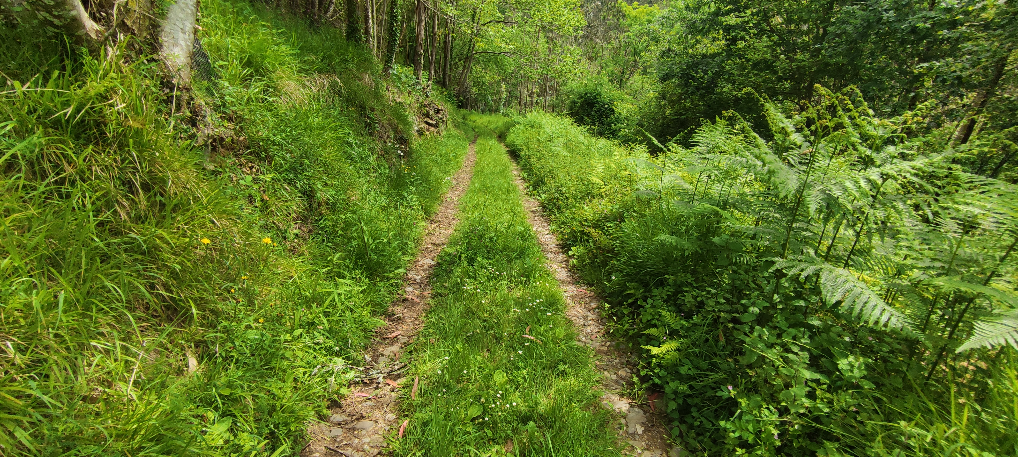 Foto del camino