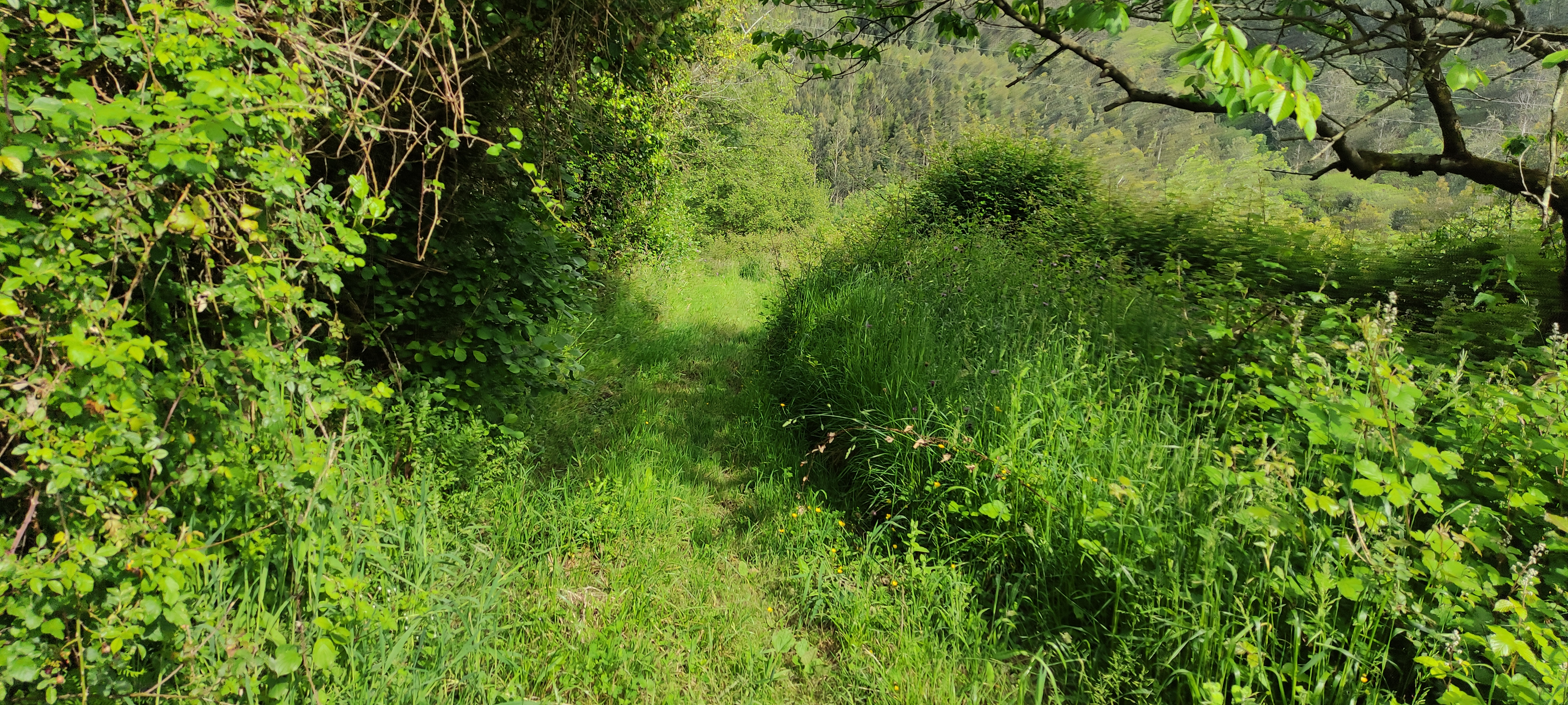 Foto del camino