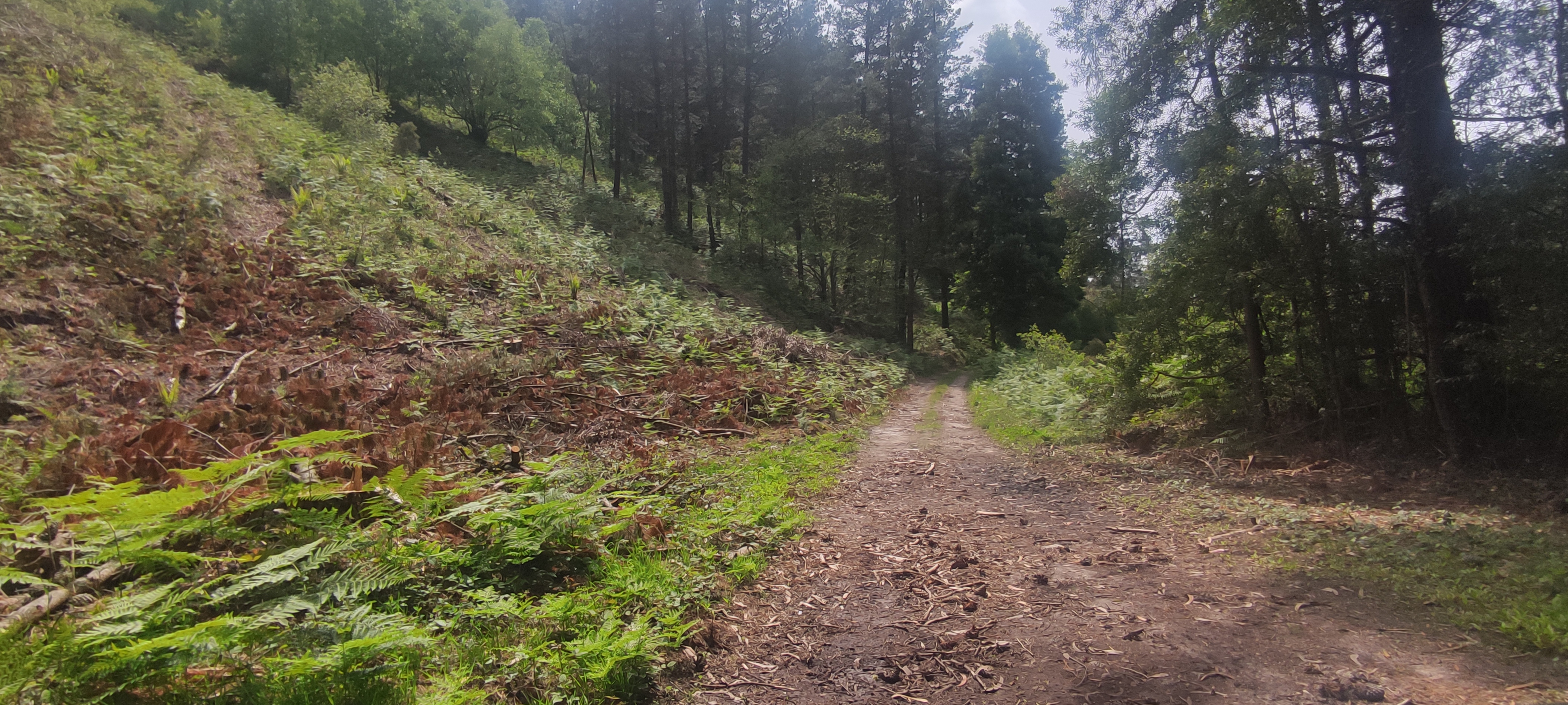 Foto del camino