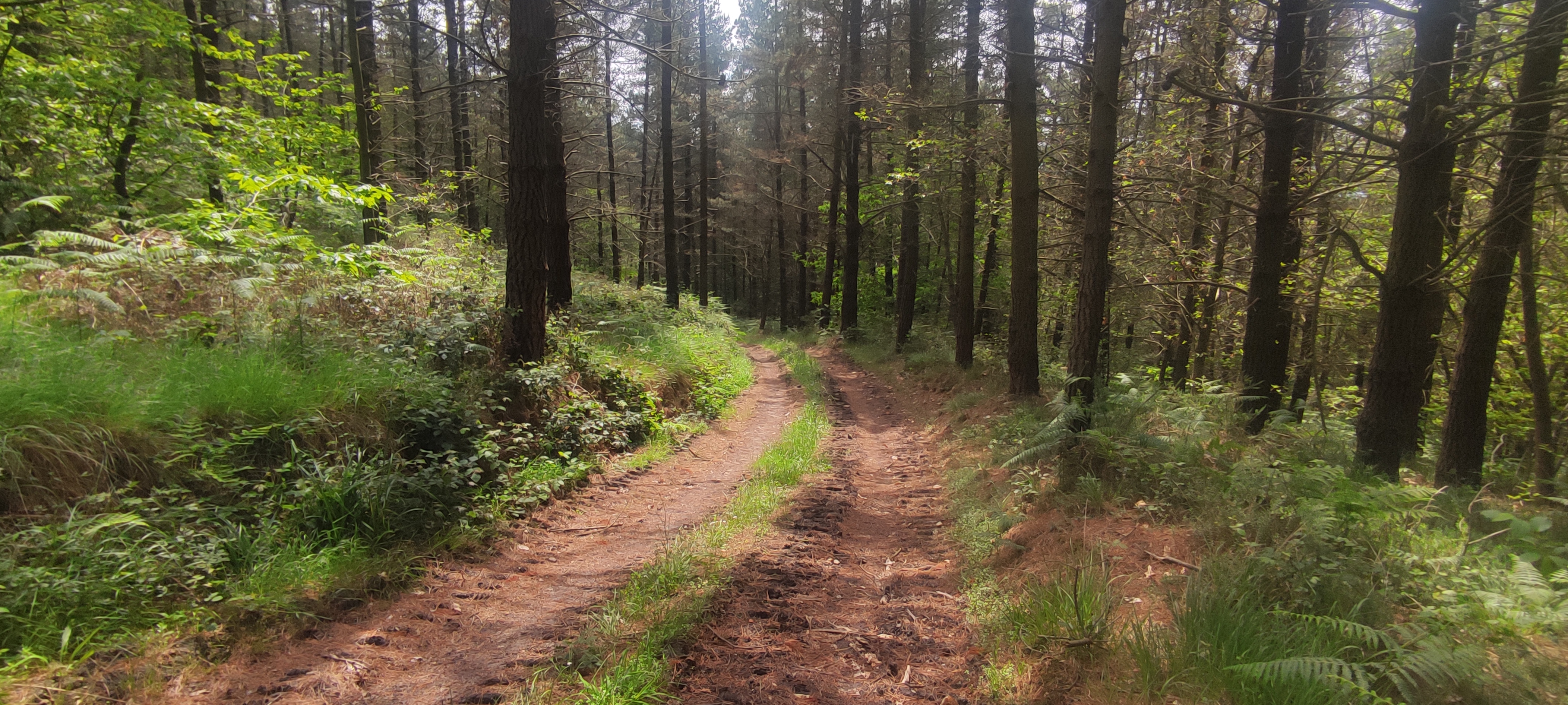 Foto del camino