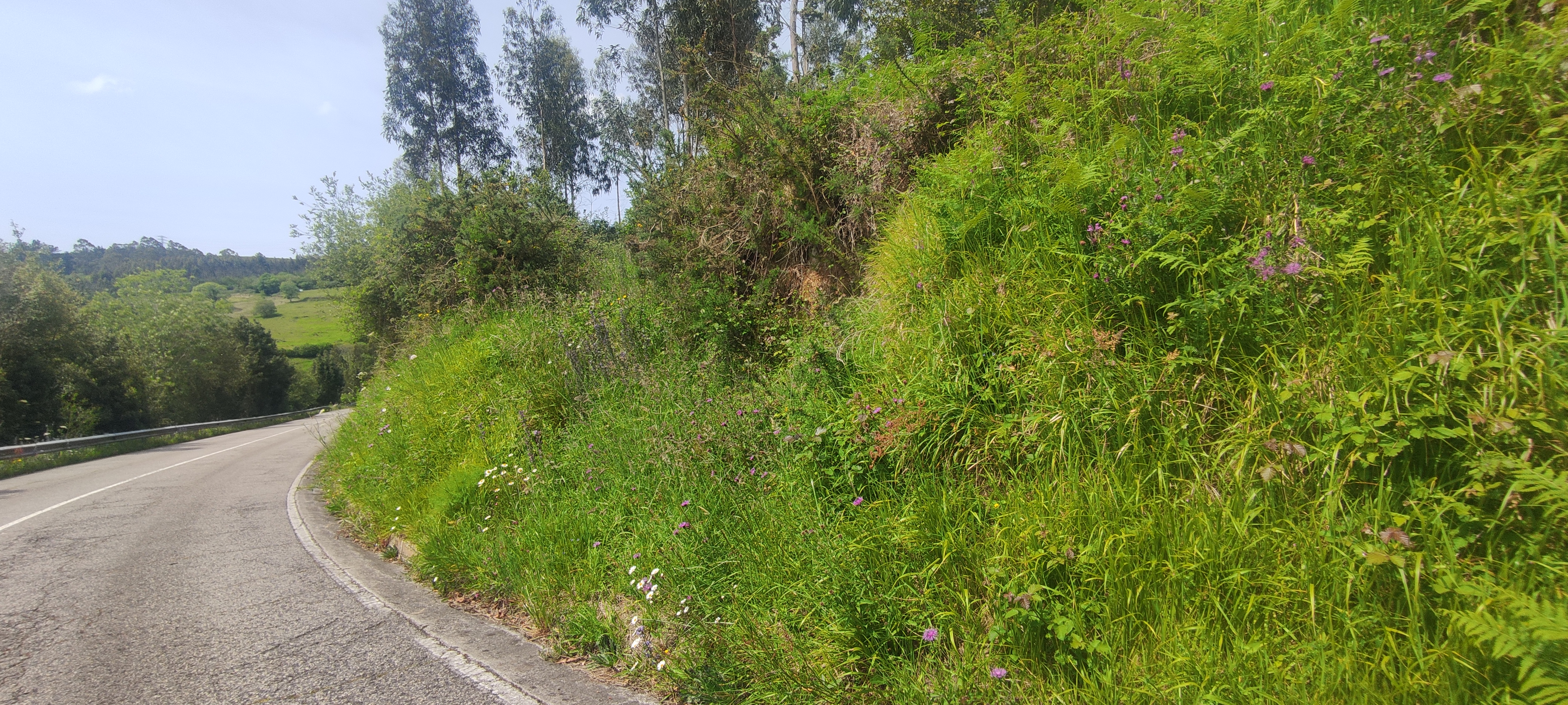 Foto del camino