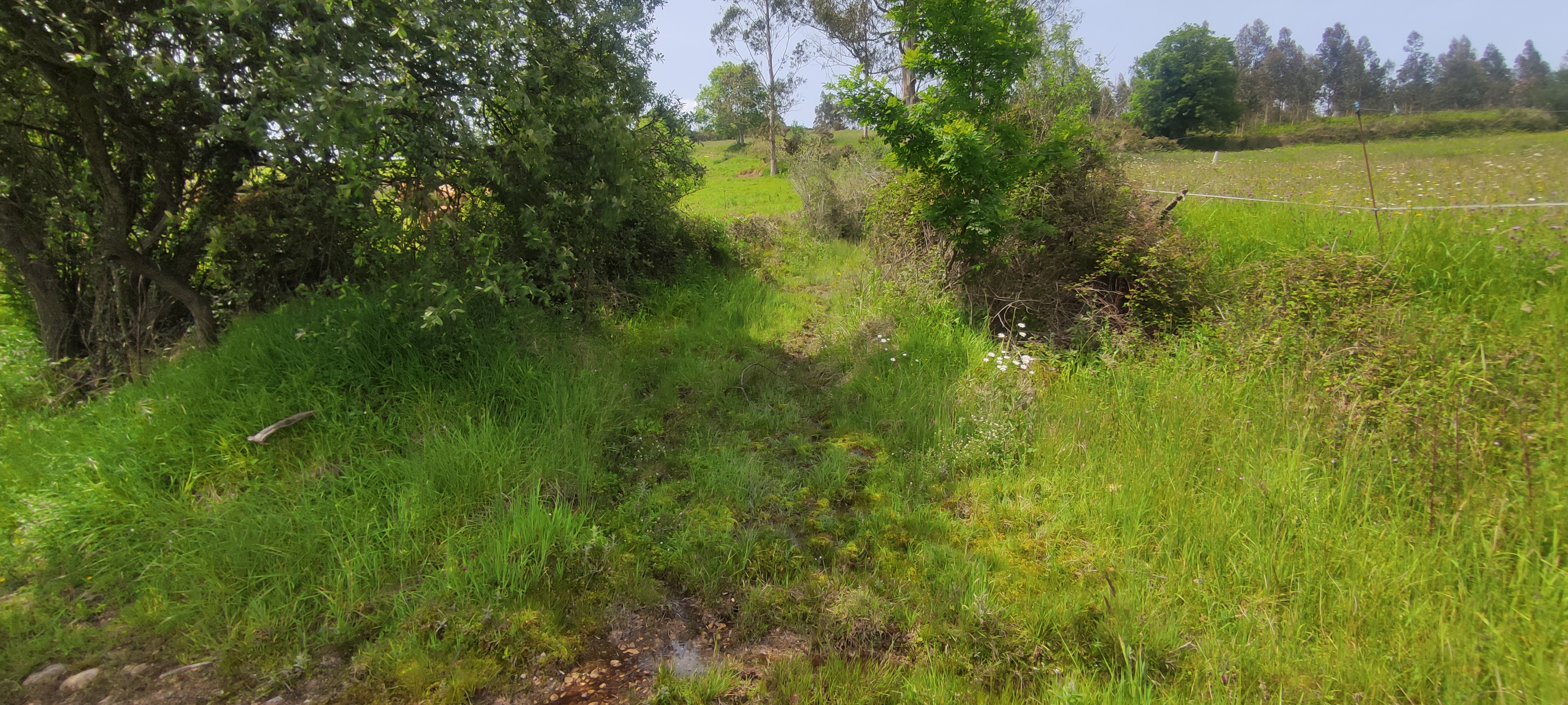 Foto del camino