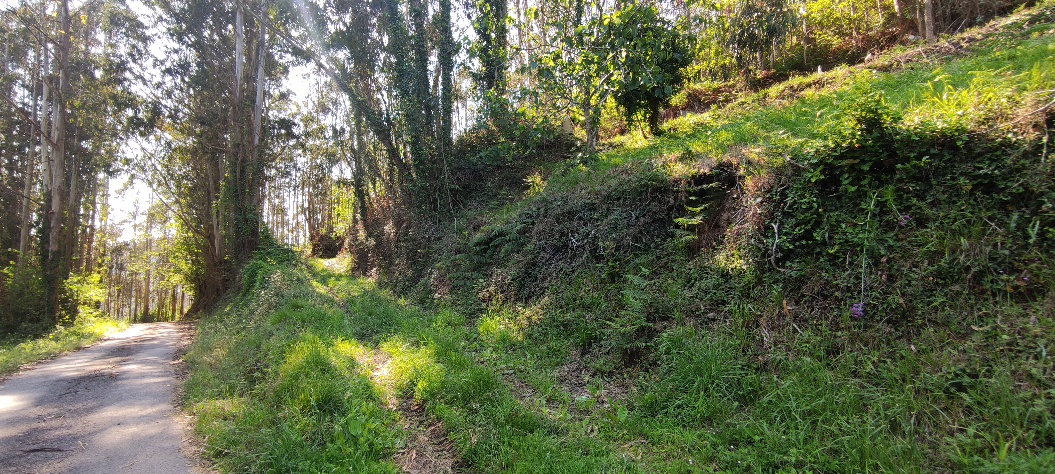 Foto del camino