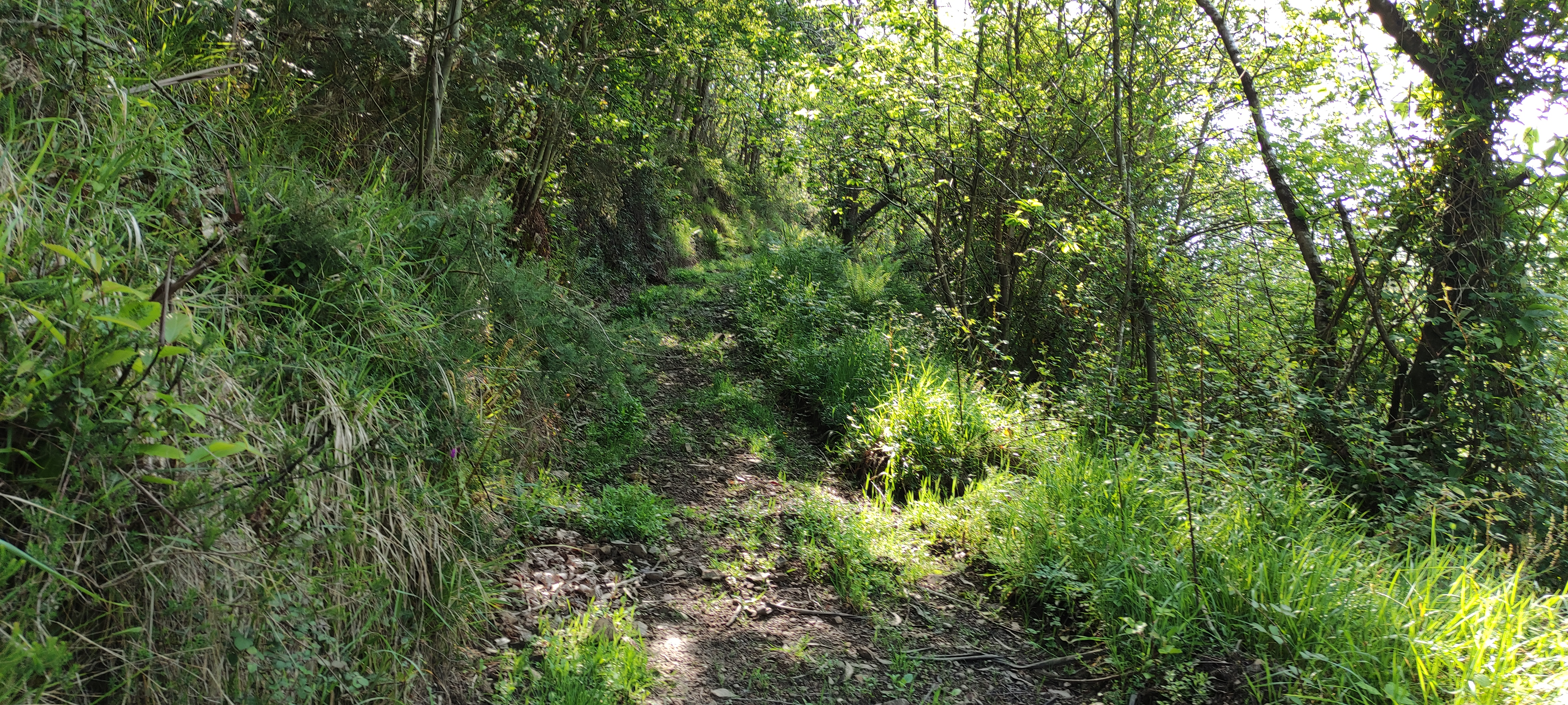Foto del camino