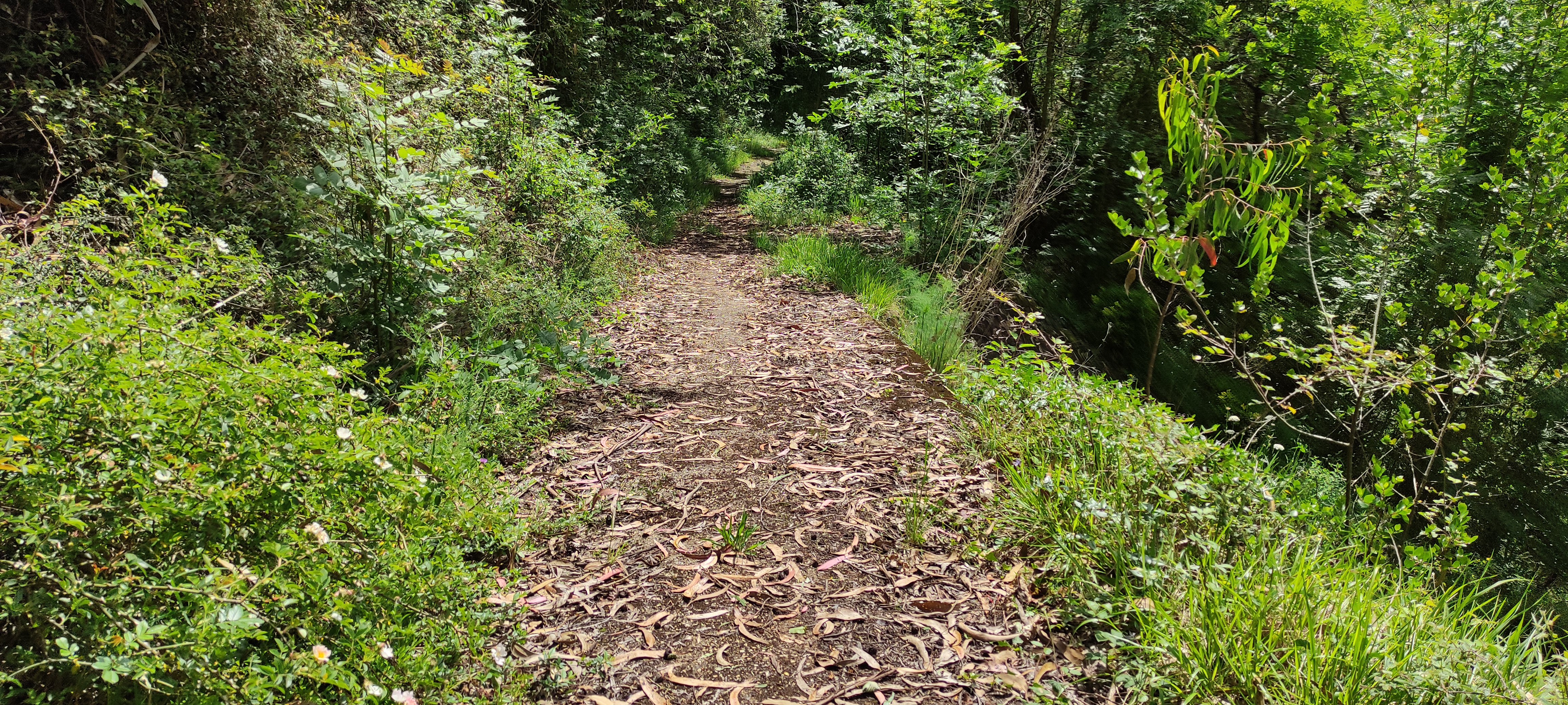 Foto del camino