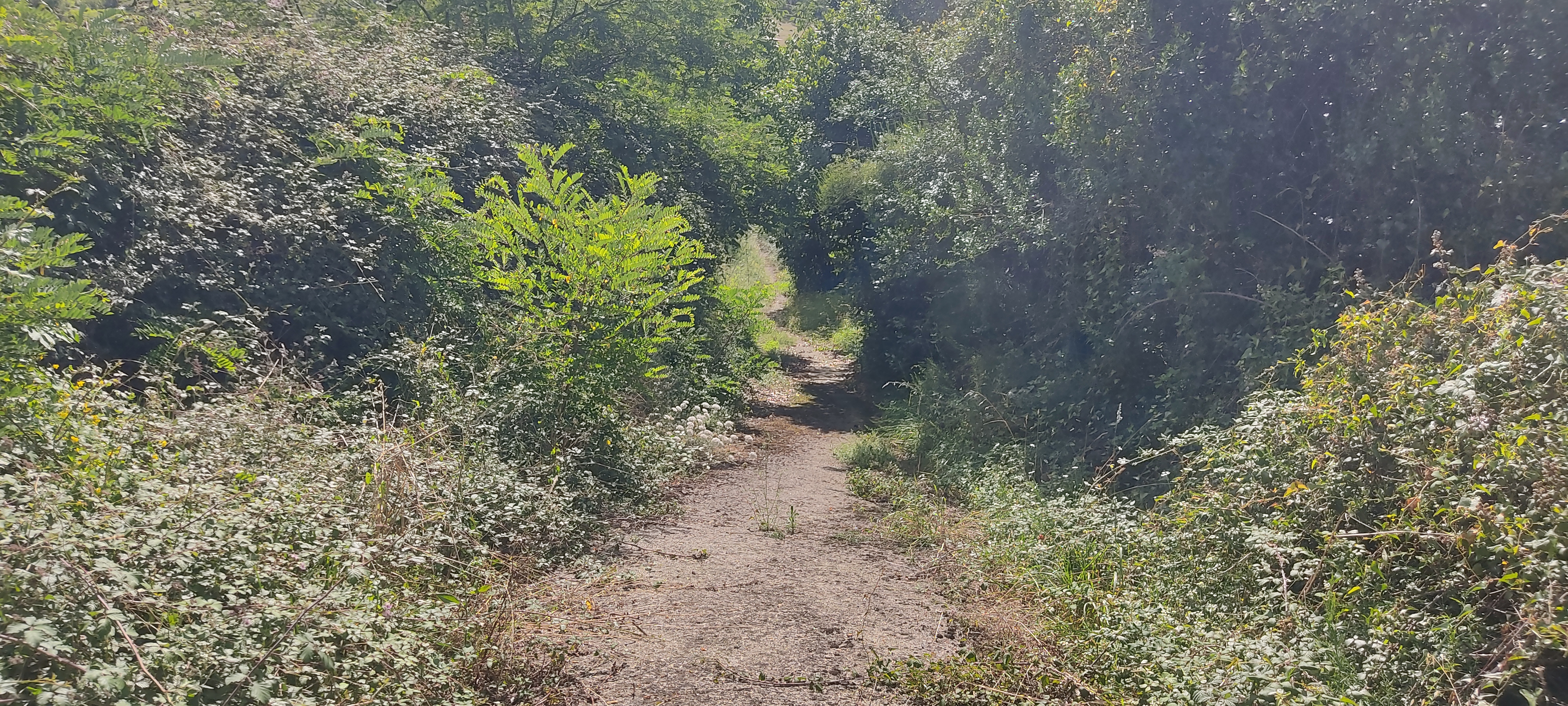 Foto del camino