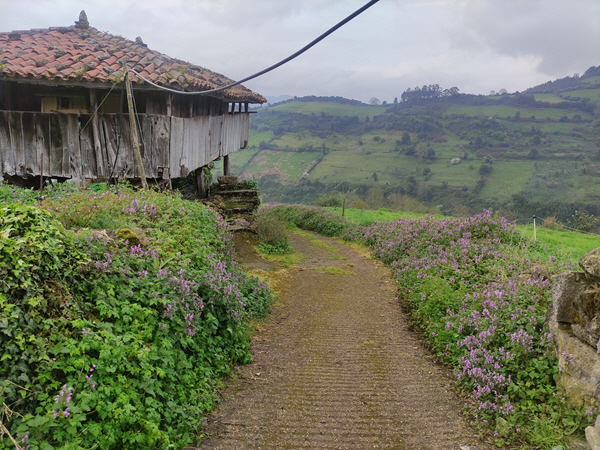 Foto del camino